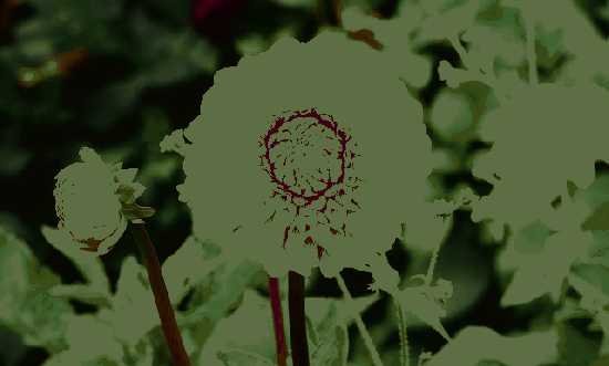 Free images flowers for download